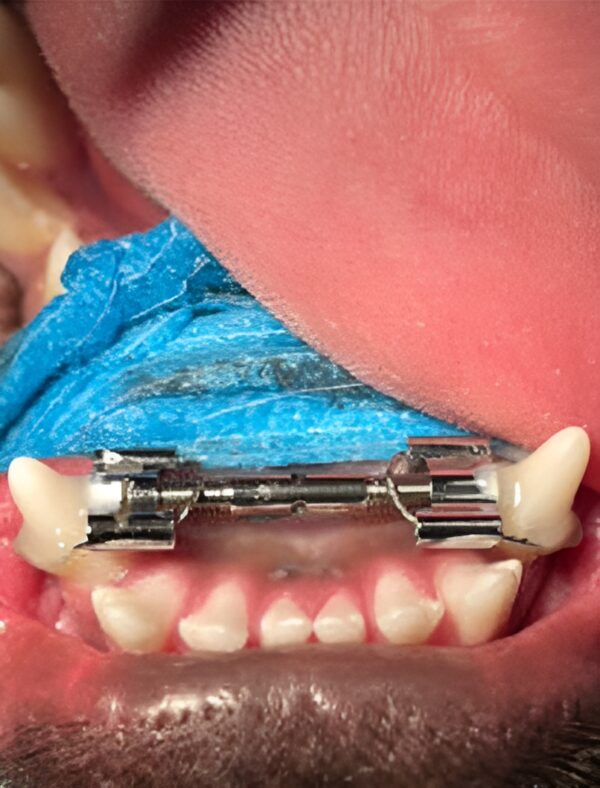 Hundekieferorthopäde Laatzen